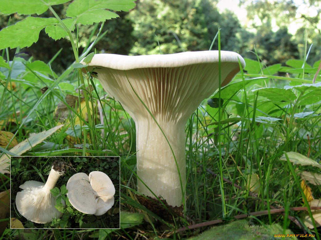 Большие пластинчатые грибы. Clitocybe geotropa. Белые пластинчатые грибы. Гриб белого цвета пластинчатый говорушка. Белый пластинчатый гриб воронкой.